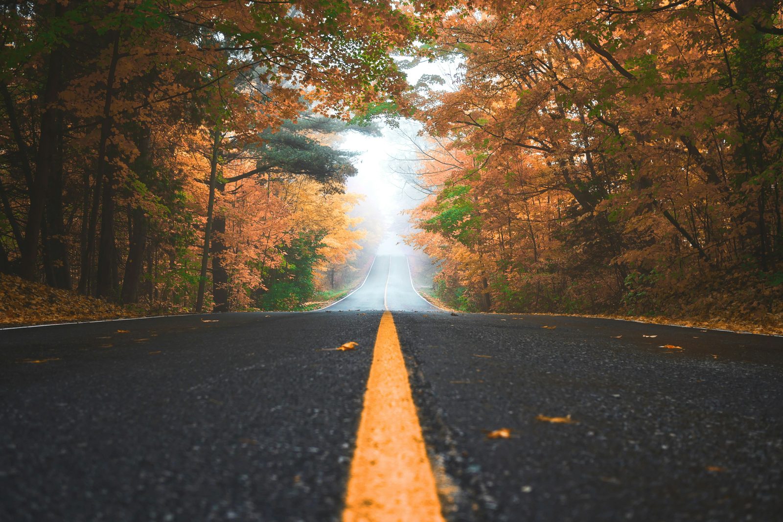 An empty road winding through autumn forest into morning mist